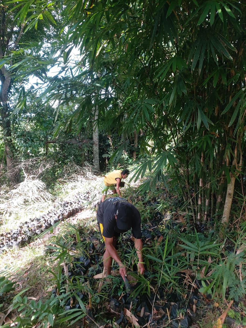 Bamboo Planting Activity with Papring Residents