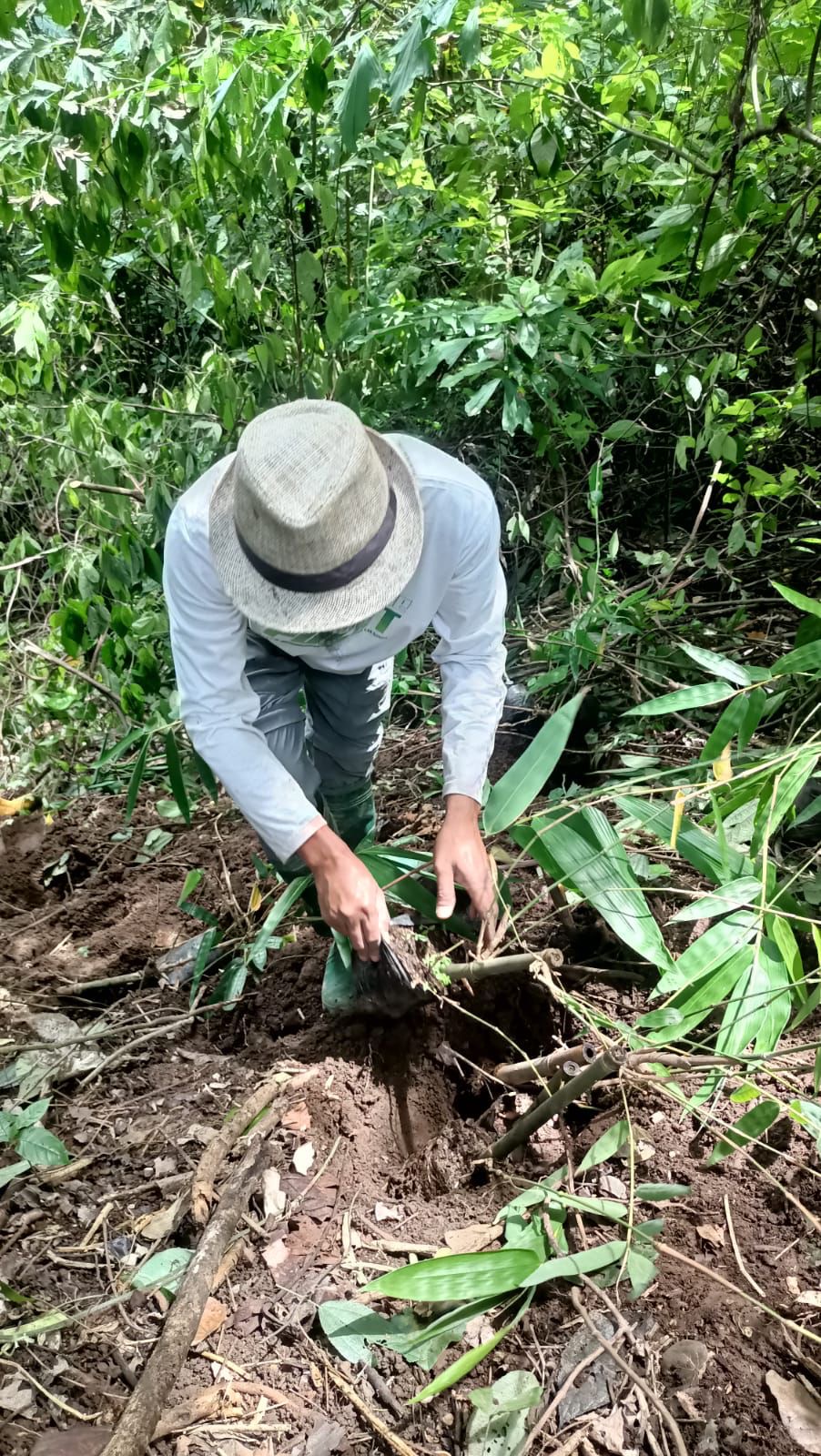 Bamboo Nursery